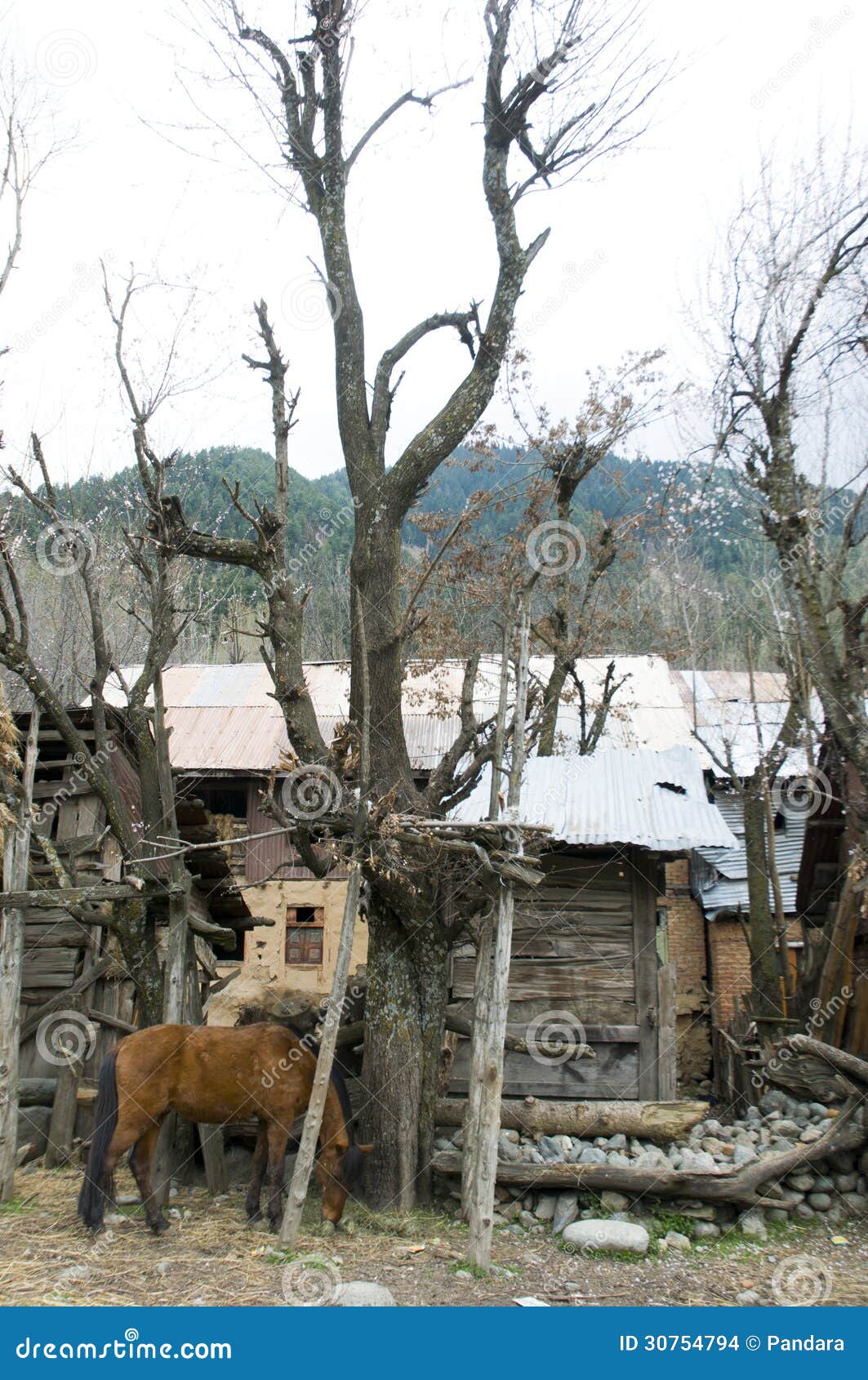 horse-pahalgam-valley-kashmir-eating-grass-india-30754794.jpg