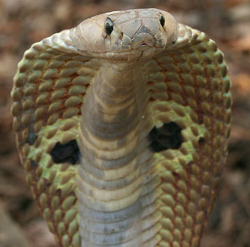 cobra-close-up.jpg