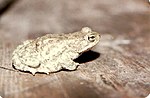 150px-Bufo_stomaticus04.jpg