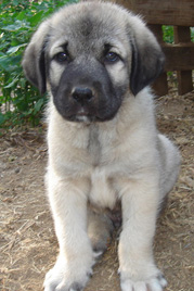 Kangal-puppy.jpg