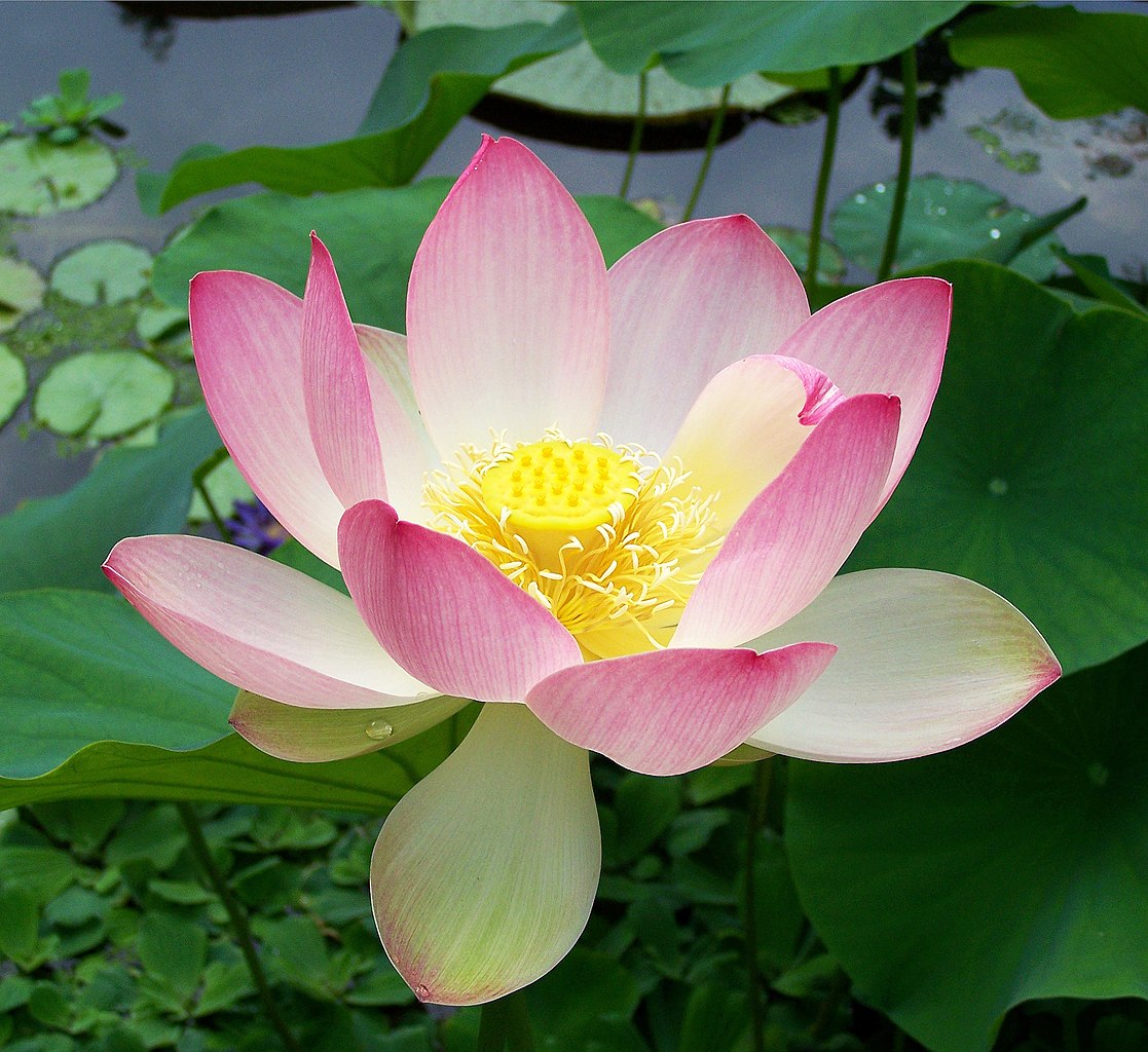 1117px-Sacred_lotus_Nelumbo_nucifera.jpg