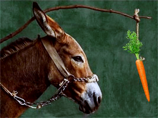 donkey-carrot-11.jpg