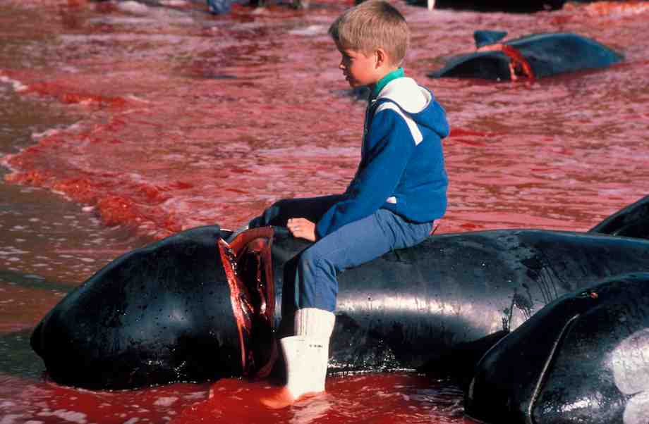 1986_Faroe_Islands_Pilot_Whale_Hunt_041.jpg