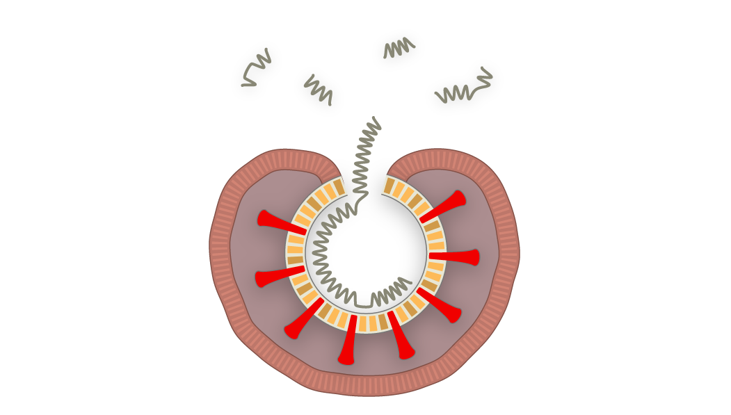 covid-transport.png