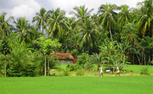 bangladesh-green.jpg