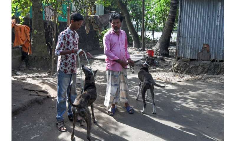 The sharp eyesight and renowned hunting skills of Sarail hounds have earned them roles with the military and police, and as guar