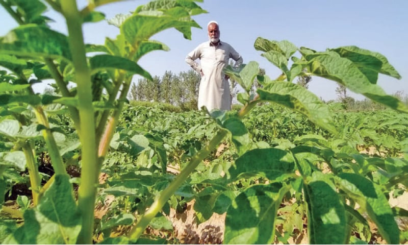 A farmer stands in his potato field in Chota Lahor area of Swabi. — Dawn