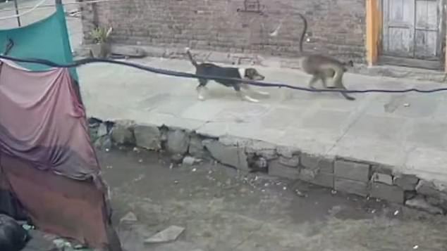 Pictured: A still grab from video showing a dog chasing a monkey through Lavul village