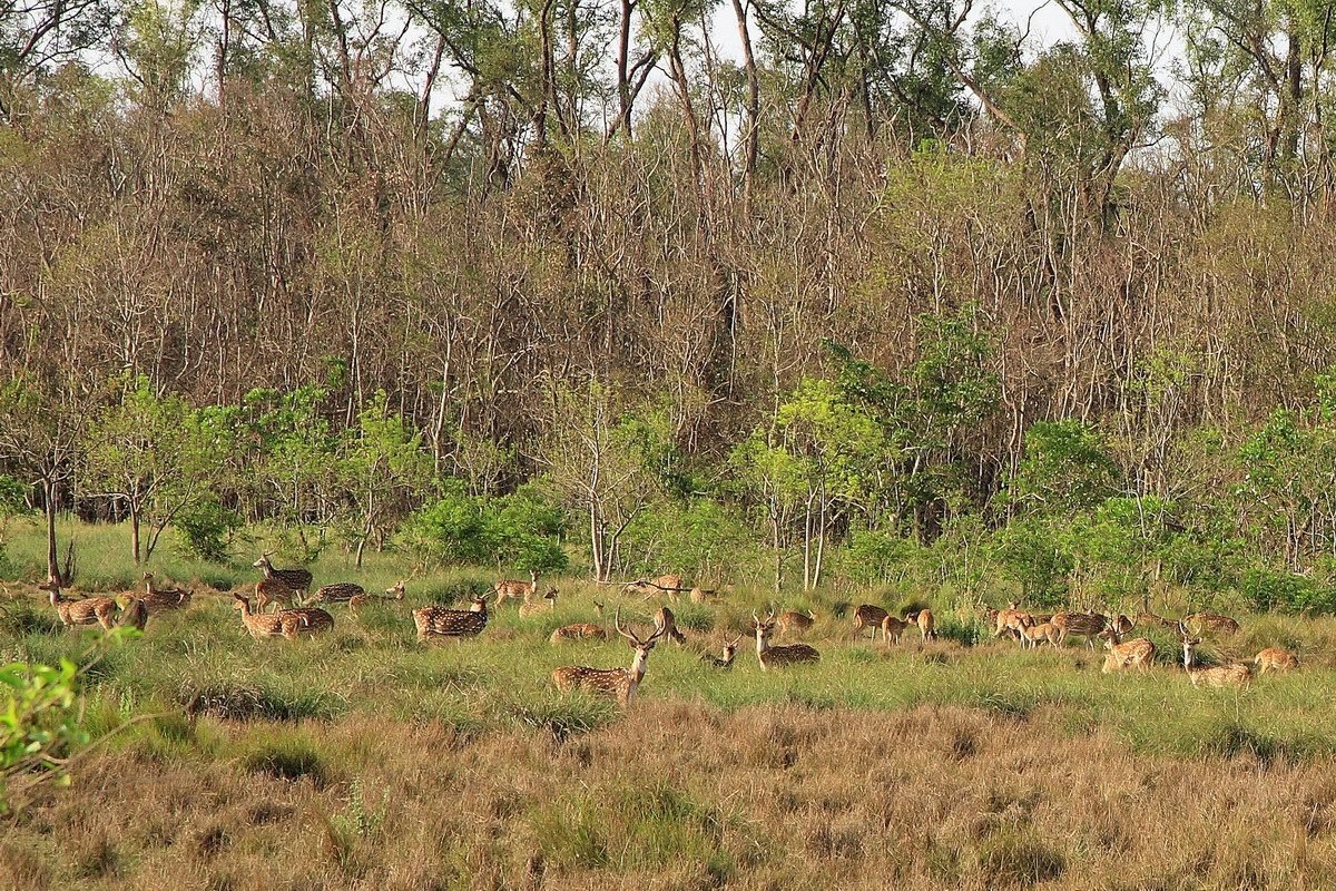 Group%2Bof%2BDeer%2Bin%2BSundarban.jpg