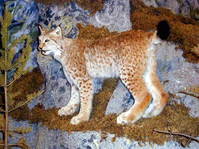 Lynx_lynx_tb2003.jpg