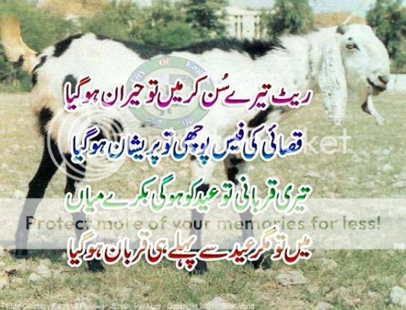 Bakra-Eid-Bakra-Eid-Funny-3612_zps6dc022d2.jpg