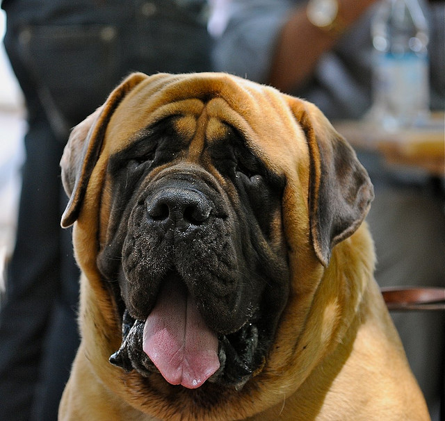 english+mastiff.jpg