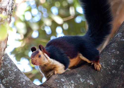 Indian+giant+squirrel+2.jpg