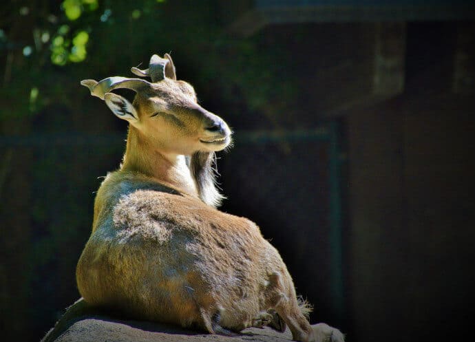 Markhor-pics.jpg