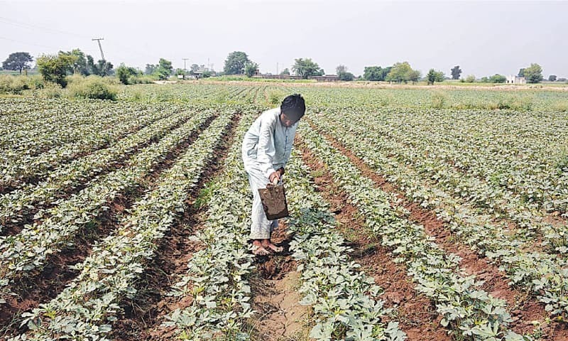 Most of the small farmers particularly need to increase savings as their access to bank credit remains limited. — APP/File