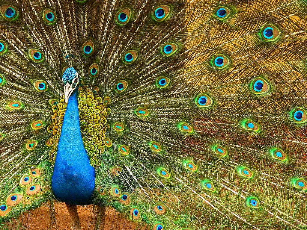 1024px-Male_Indian_Peafowl.jpg