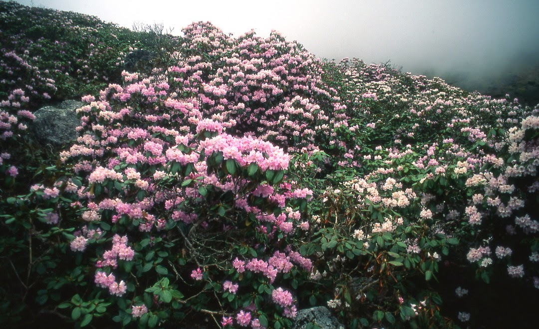 Rhododendrons.jpg