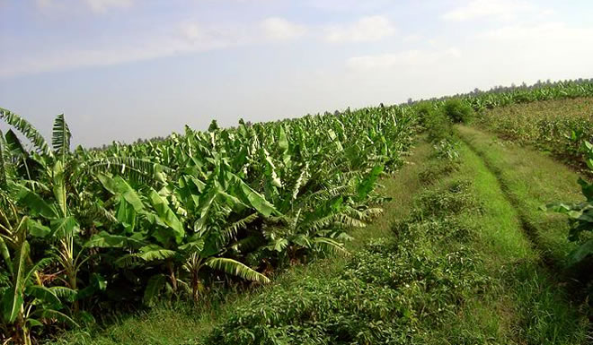 Somali_Agri_660.jpg