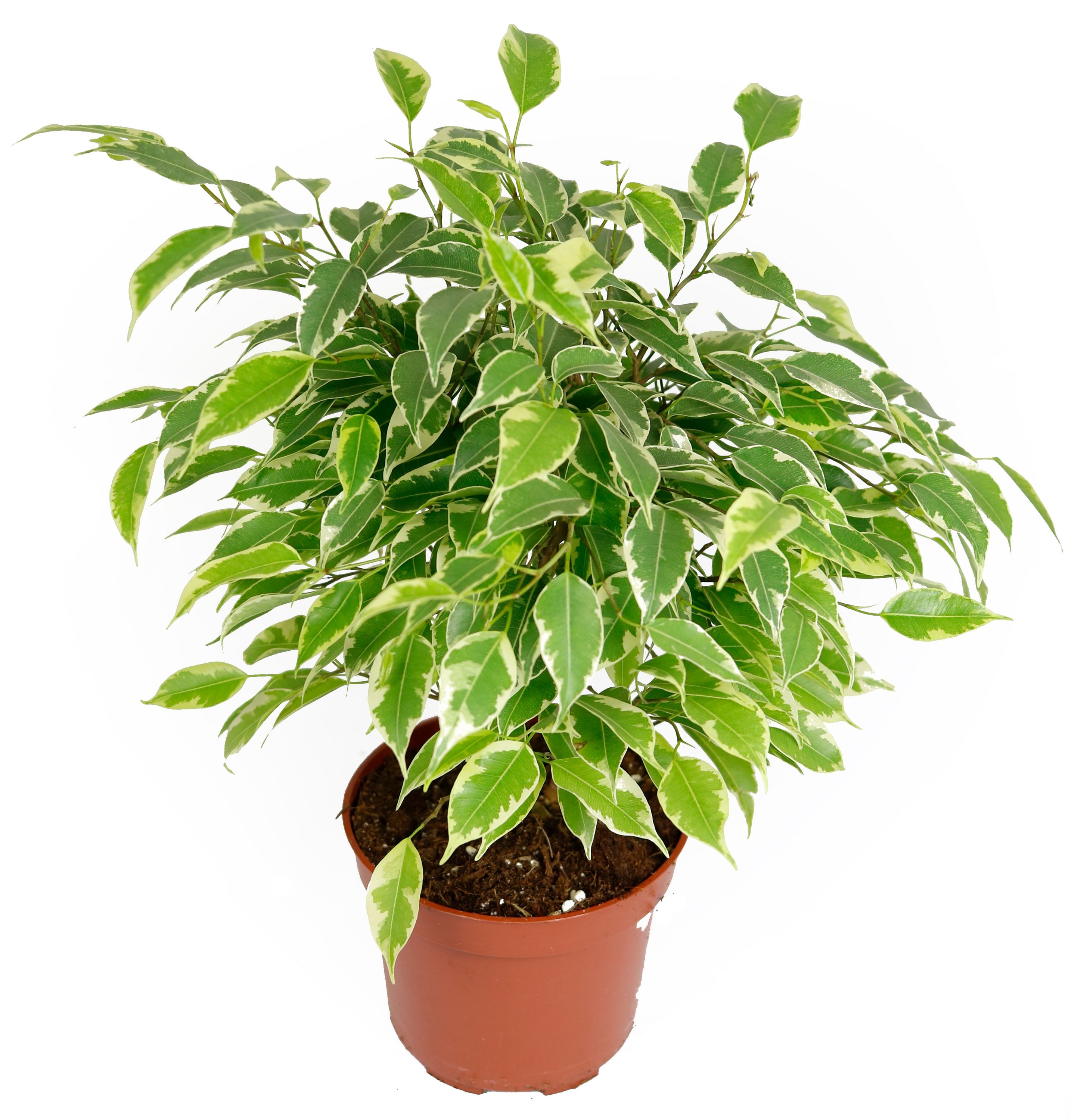 Ficus-Kinky-1.jpg