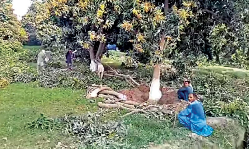 MULTAN: A file photo of the felled mango trees. — Dawn