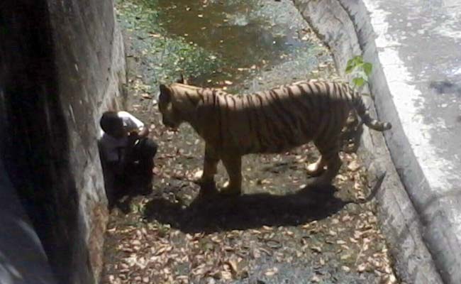 White_tiger_Delhi_zoo_accident_650.jpg