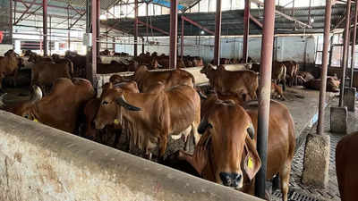 How millions of Indian cattle end up in Bangladesh