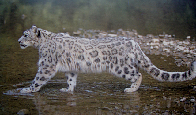 snow-leopard.JPG