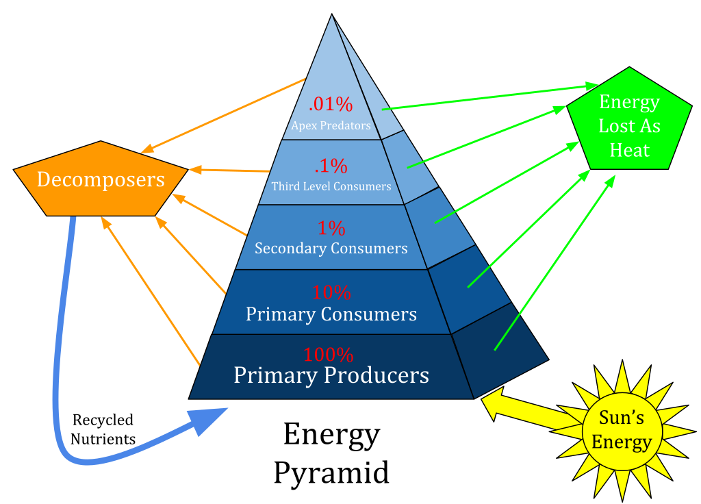 1024px-Ecological_Pyramid.svg.png