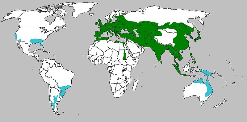 800px-Sus_scrofa_range_map.jpg