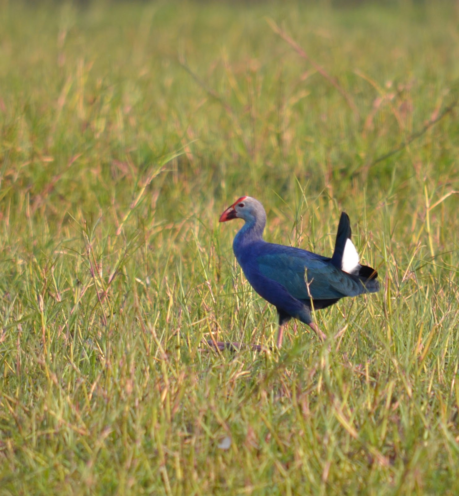 DSC_2929+-+Purple+swamphen.JPG