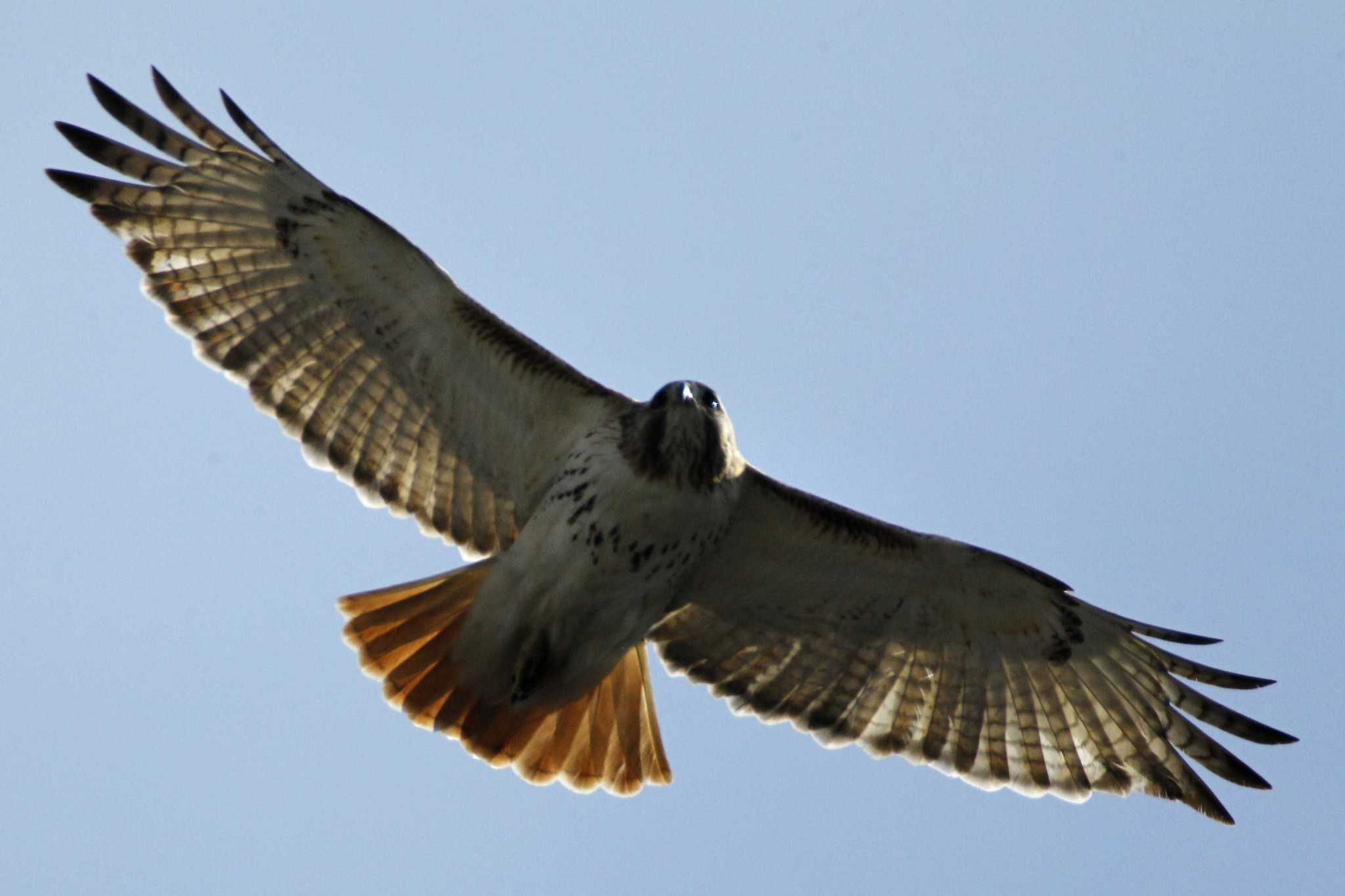 red-tailed-hawkjpg-44ebfe8e0ba40179.jpg