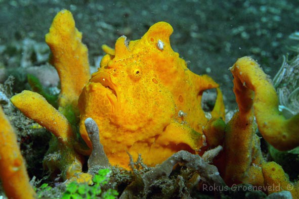 IL1-03%20Painted%20frogfish,%20Antennarius%20pictus%203.jpg