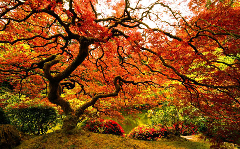 japanese-maple-tree-portland.jpg