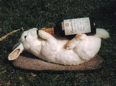 Drunk%2520Rabbit.jpg