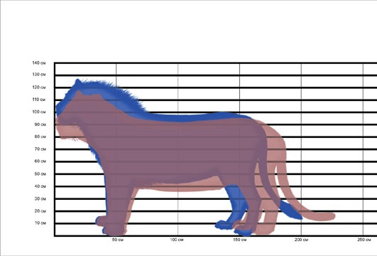 Liontiger_size.jpg