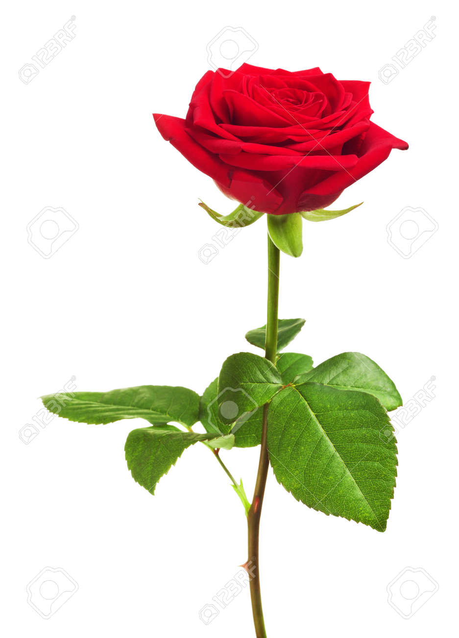 43556105-single-red-rose-flower-isolated-on-white-background.jpg