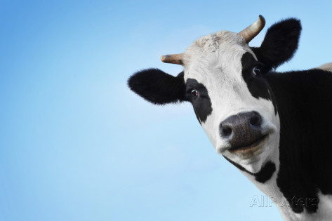 cow_funny_blue_background_marnick_vandebroek.jpg