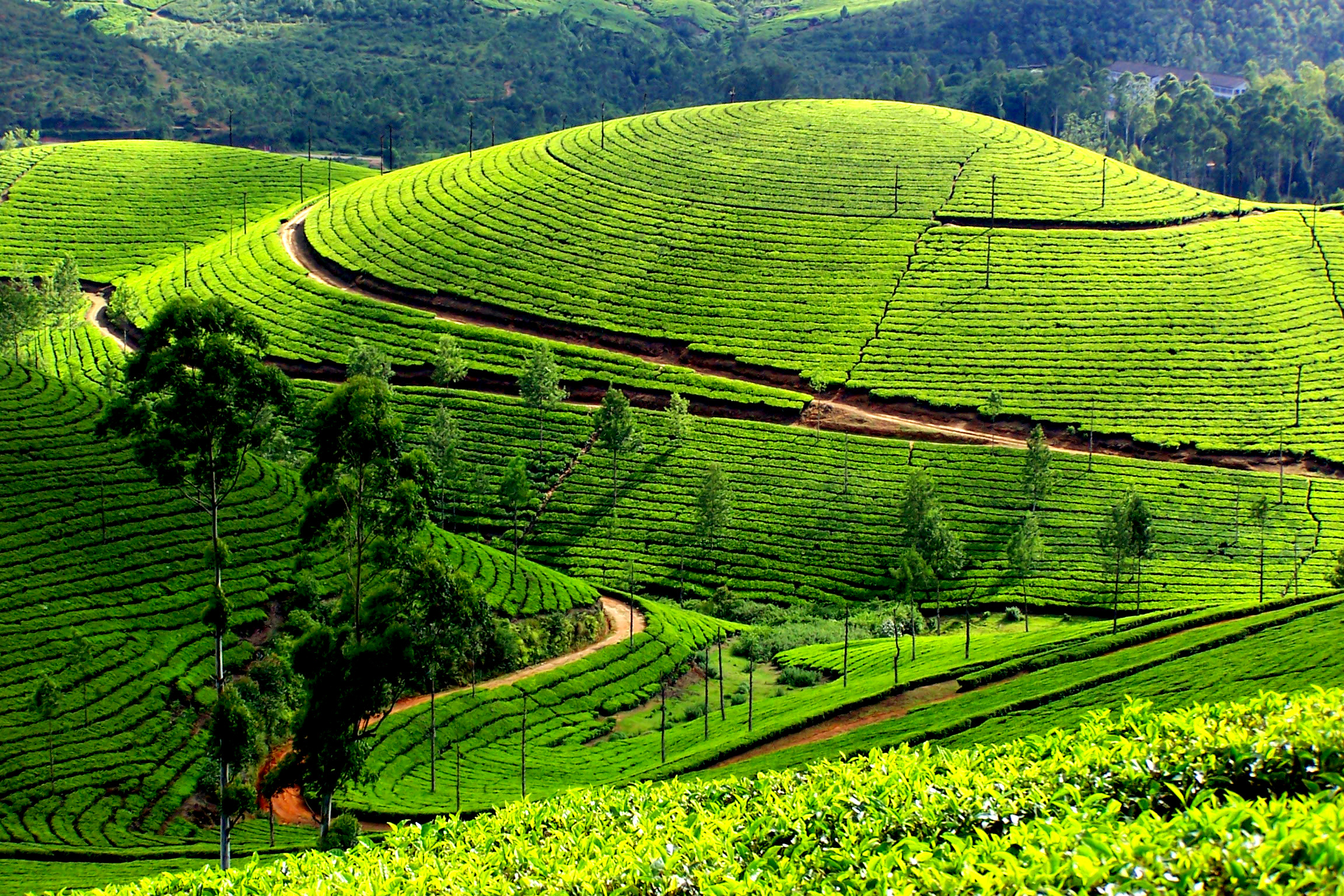 munnar2012.jpg