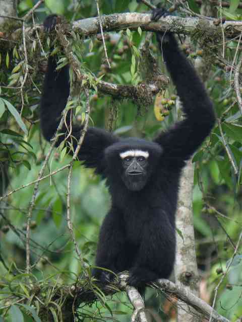 HoolockGibbon1.jpg-for-web-LARGE.jpg