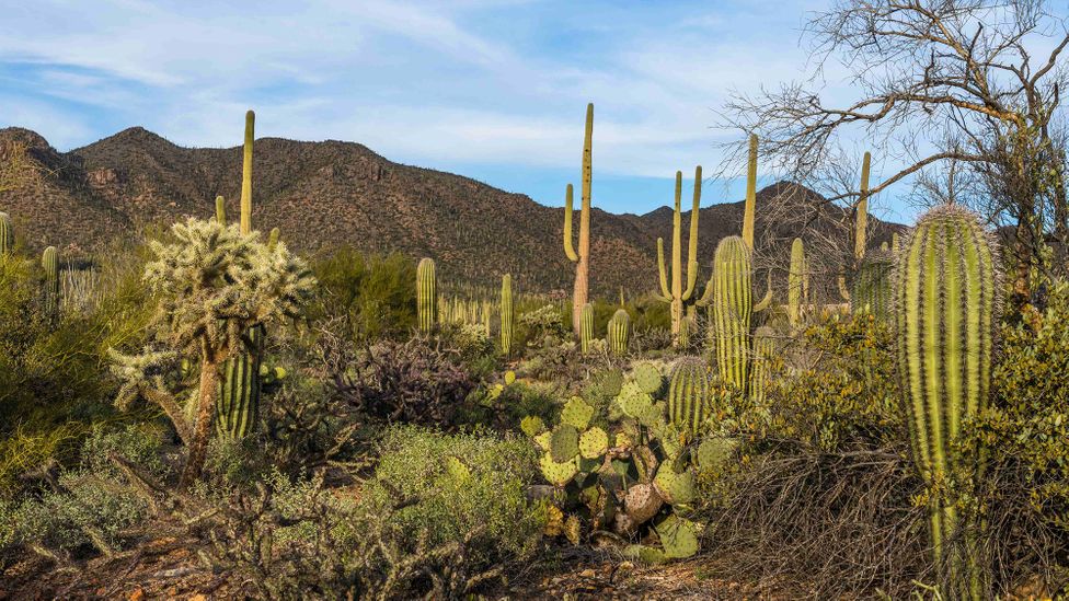 Beyond water conservation, city-wide changes can create habitats for wildlife and reduce risk of flooding (Credit: Getty Images)