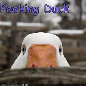 peeking-duck.jpg