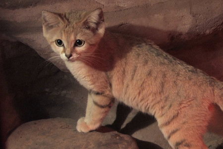 Sand-Cat-Photos.jpg