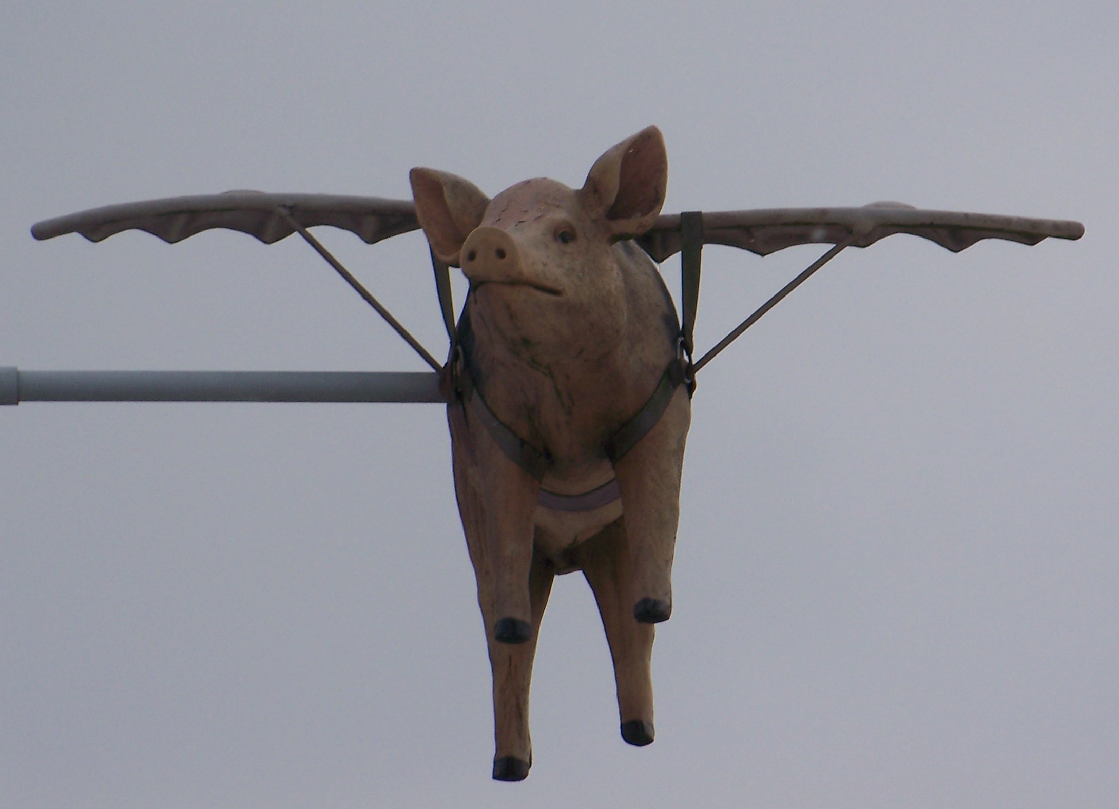 flying-pig.jpg