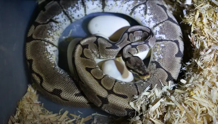 Ball-Python-Snake-With-Her-Clutch.jpg