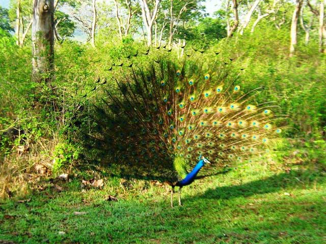 mudumalai-national-park1.jpg