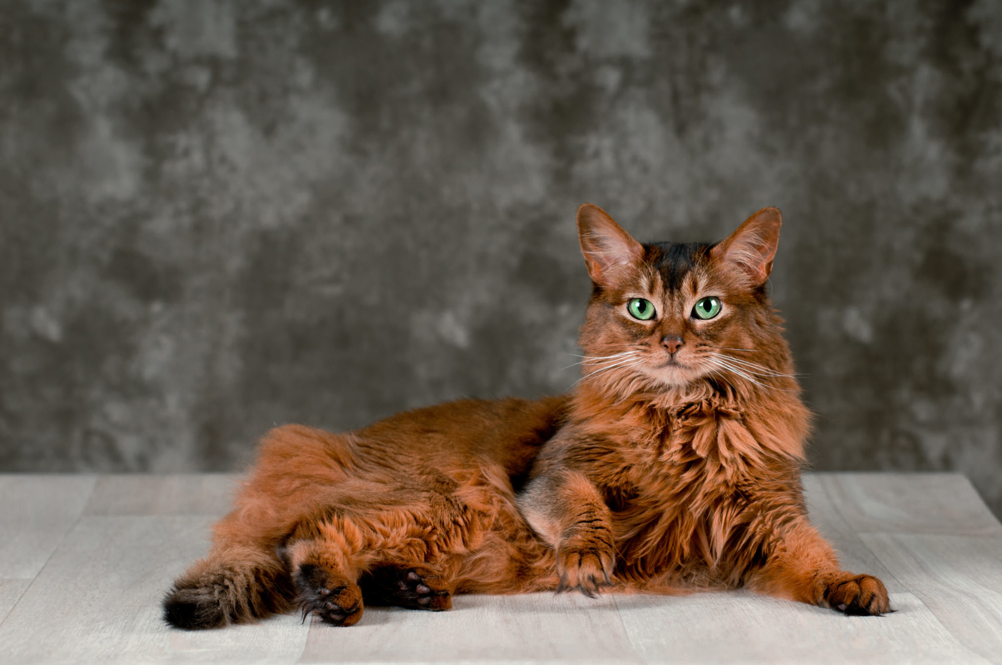 somali-cat.jpg