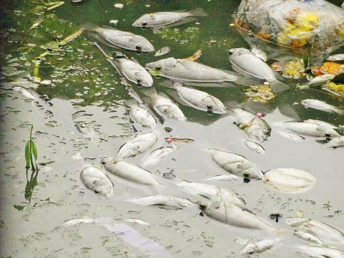 kandivli-pond-fish_1474631622.jpg