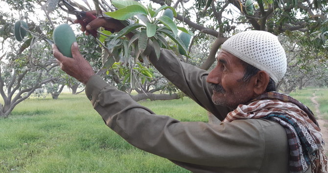 New farming method promises to multiply Pakistan’s mango yield