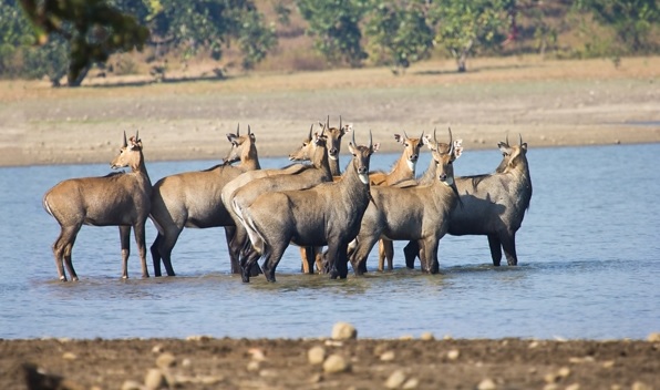 tigers-at-tadoba-national-park-2.jpg