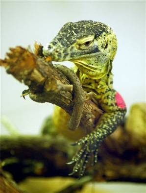 080414_Science_KomodoDragon-vmed-.widec.jpg